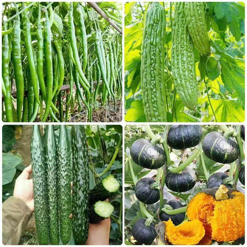 蔬菜种子四季播盆栽阳台庭院园艺用品香菜青白菜萝卜生菜葱菠菜籽