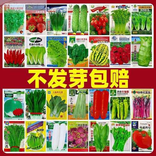 蔬菜种子四季播种菜庭院植物盆栽籽阳台蔬菜种子大全套餐青菜种子