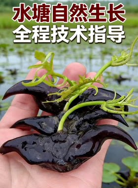 高产青菱角种子特大老菱角种苗早熟牛头菱角种子种塘苗鱼缸池种植