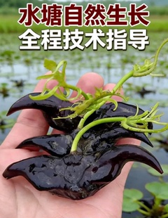 高产青菱角种子特大老菱角种苗早熟牛头菱角种子种塘苗鱼缸池种植
