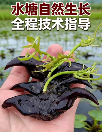 特大老种菱角子高产青菱角种好吃牛头黑菱角种南北方池塘沟渠种植