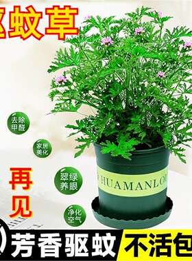 驱蚊盆栽香叶天竺葵植物室内祛蚊驱蚊虫绿植土壤开花草防蚊虫花卉