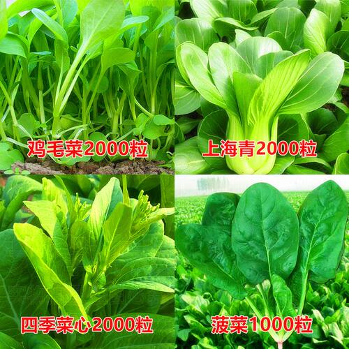蔬菜子四季播盆栽阳台庭院香菜菠菜白菜萝卜简单春易种籽种孑大全