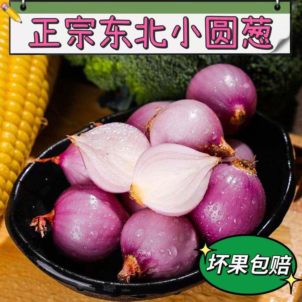 东北毛葱头农家特产小洋葱头迷你圆红葱头今年土壤现挖新葱种上市