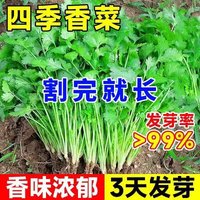 四季农香菜种籽澳洲元西芫荽浓香菜香耐热庭院盆栽家简单蔬菜种子