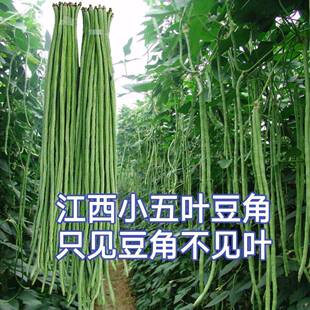 小五叶干梅特长豆角种子叶少果多压塌枝架特长豆角种子豇豆春秋种