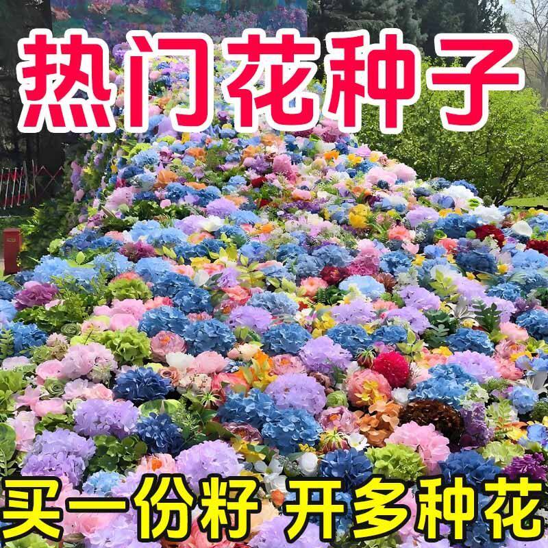 绣球花种子绣球花籽四季播种开花多年生花营养土种植庭院易活室外