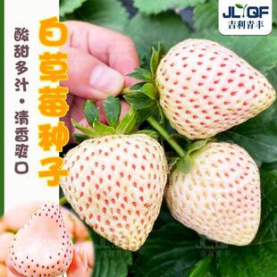 草奶油白草莓种籽子盆栽莓新苗阳台春四季大田甜草莓种孑水果苗秧