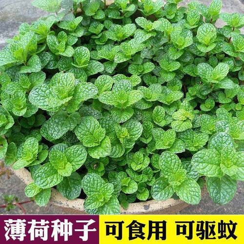 薄荷可食用驱蚊种子四盆栽猫薄荷叶植物阳台季室内易种香草种籽孑