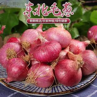 东北毛葱 新鲜小毛葱洋葱鬼子葱红葱头202 4年正宗新毛葱种子