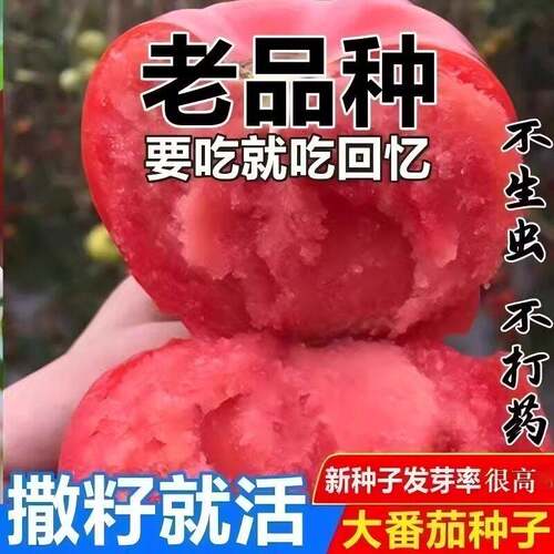 农家大粉大番茄种籽大红四季毛粉柿子西红柿苗阳台土壤菜园蔬菜籽