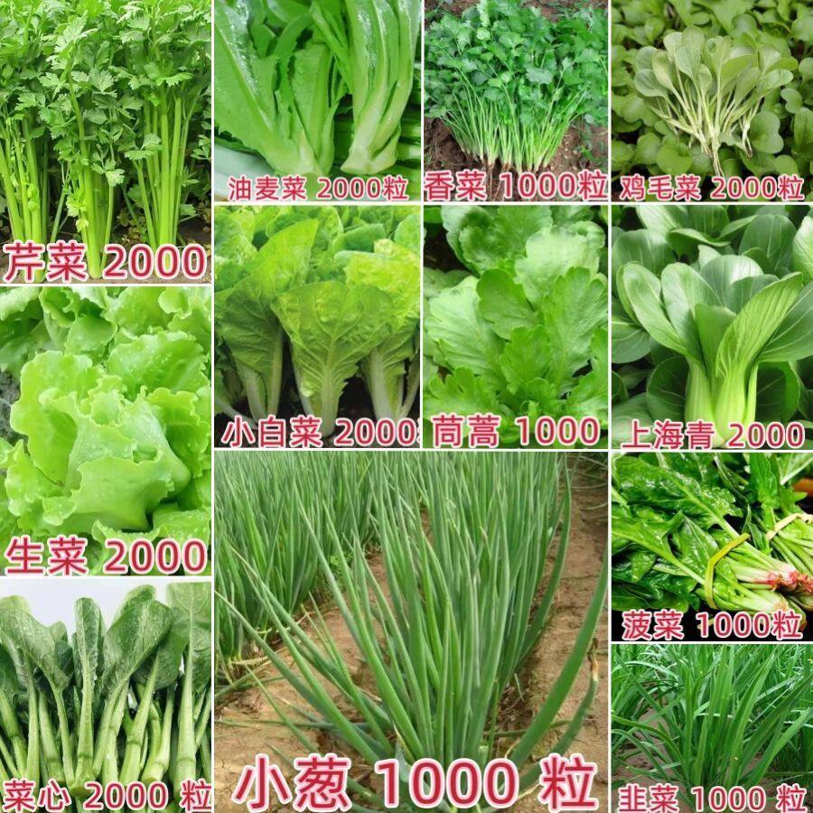 蔬菜种子秋冬叶菜四季香葱辣椒大叶菠菜香菜播种植物盆栽大叶菠菜