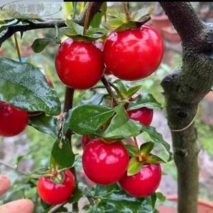 老精品金弹子公母熟桩挂盆栽血红果苗树扦插嫁接枝条四川小带叶苗