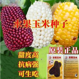 草子莓玉米种子水果菠萝玉米种子袖珍文玩玉米种原装蔬菜种子大全