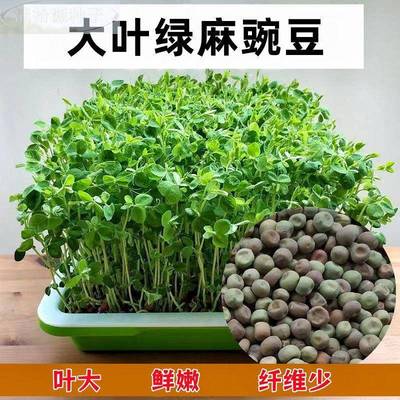 大叶绿麻豌豆苗种子水培芽苗子菜种家庭阳台无土栽培无须豌豆尖籽