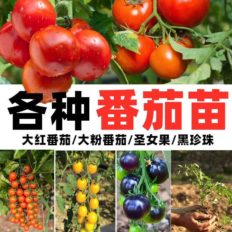 矮生番茄苗小西旺红柿秧苗千禧圣女果种子籽普罗斯草莓黑珍珠种孑图片
