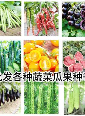 瓜果类蔬菜种子大合集 当季丝瓜苦瓜白玉瓜农家新鲜时令蔬菜 现货
