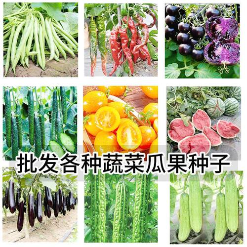 2包 蔬菜种子南西瓜豆角辣椒生菜葫芦黄瓜玉米瓜果四季土壤种菜籽