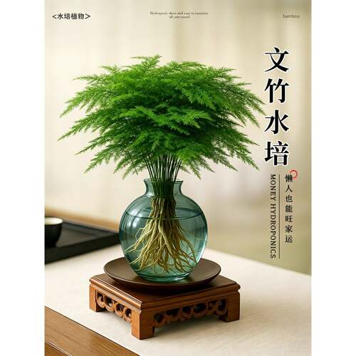 文竹盆栽室内水培植物办公室桌面绿植花卉小摆件净化空气懒人好养