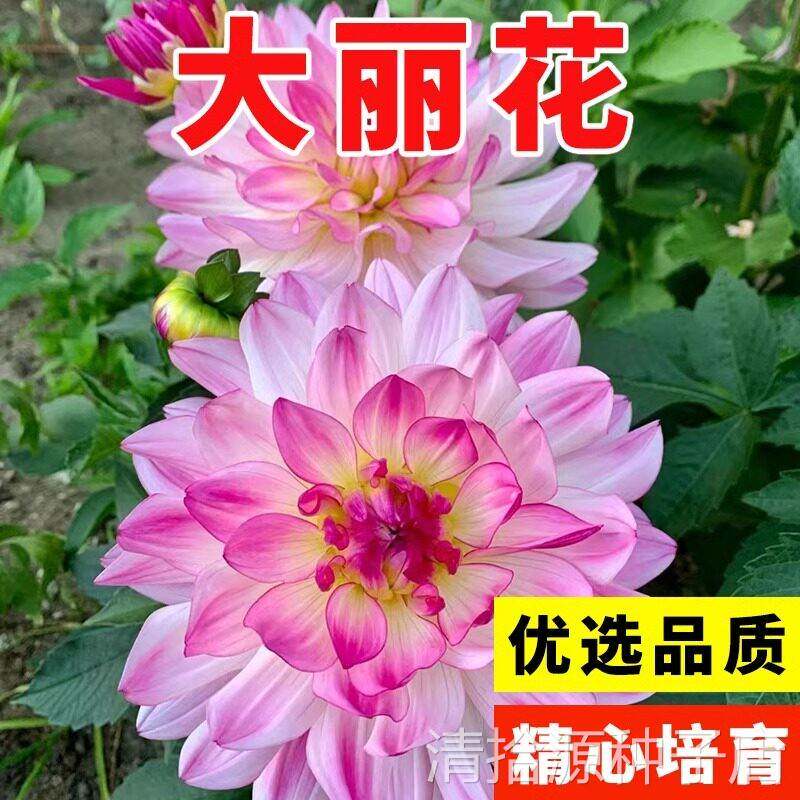 大丽花种子春季花籽多年生室外易活观赏花卉四季种庭院草花种籽子