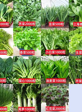 100种开春季春蔬菜子茄套餐丝瓜黄瓜辣椒HICREAT豆角蔬玉种米子农