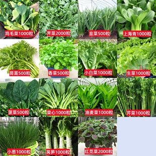 100种开春季春蔬菜子茄套餐丝瓜黄瓜辣椒HICREAT豆角蔬玉种米子农