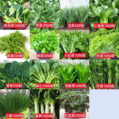 100种开春季春蔬菜子茄套餐丝瓜黄瓜辣椒HICREAT豆角蔬玉种米子农