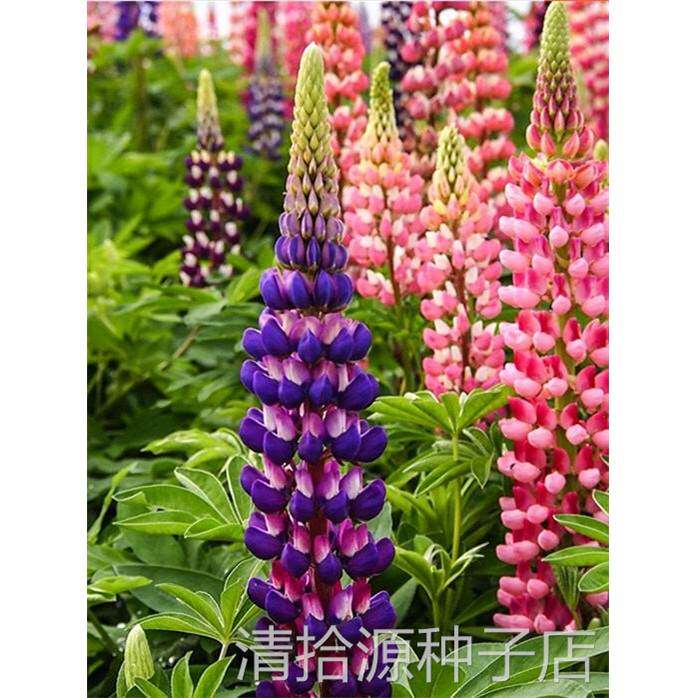 四季播种易活鲁冰花种子室外阳台庭院花籽羽扇豆花卉植物开花不断