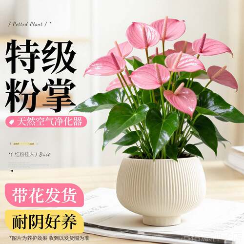 粉掌盆栽带花大盆办公室内桌面绿植耐阴植物懒人花卉水培四季好养