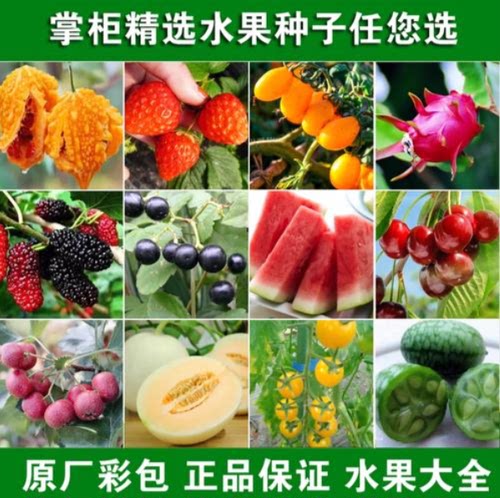 荔枝种子新采四果树种籽盆栽水果果树果蔬种子季播种常绿乔木种籽