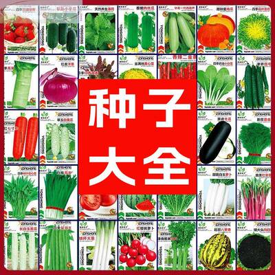 菜蔬菜种子大全生菜四季香菜小香葱鸡毛油麦萝卜菠菜籽孑空心辣椒