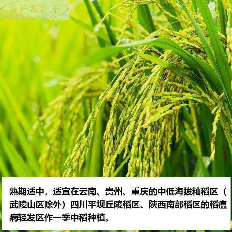 水稻种子旱稻糯稻种子南粳5055优质香米稻谷种子46郑旱10号91308