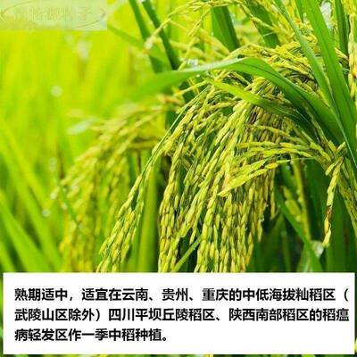 水稻种子旱稻糯稻种子南粳5055优质香米稻谷种子46郑旱10号91308