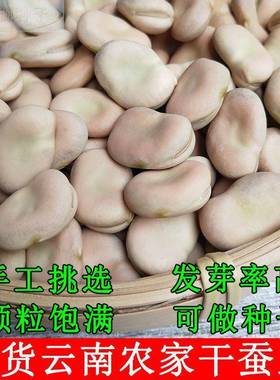 云南新鲜农家豆散装蚕干货种子籽罗汉豆胡豆馋豆白皮生蚕豆可发芽