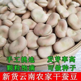 云南新鲜农家豆散装蚕干货种子籽罗汉豆胡豆馋豆白皮生蚕豆可发芽