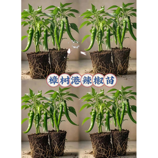 樟树港椒苗秧苗小米朝天椒四季盆栽螺丝薄皮青椒老桩树苗辣蔬菜苗