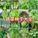 当季 热销秋冬季 蔬菜种子大全白菜萝卜青菜孔雀菜甘蓝松花菜肥菜籽