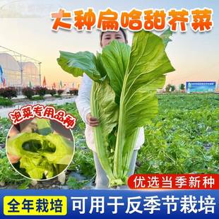南方大甜芥菜种子广东芥菜四叶季宽邦青菜腌酸菜泡菜种子高产优选