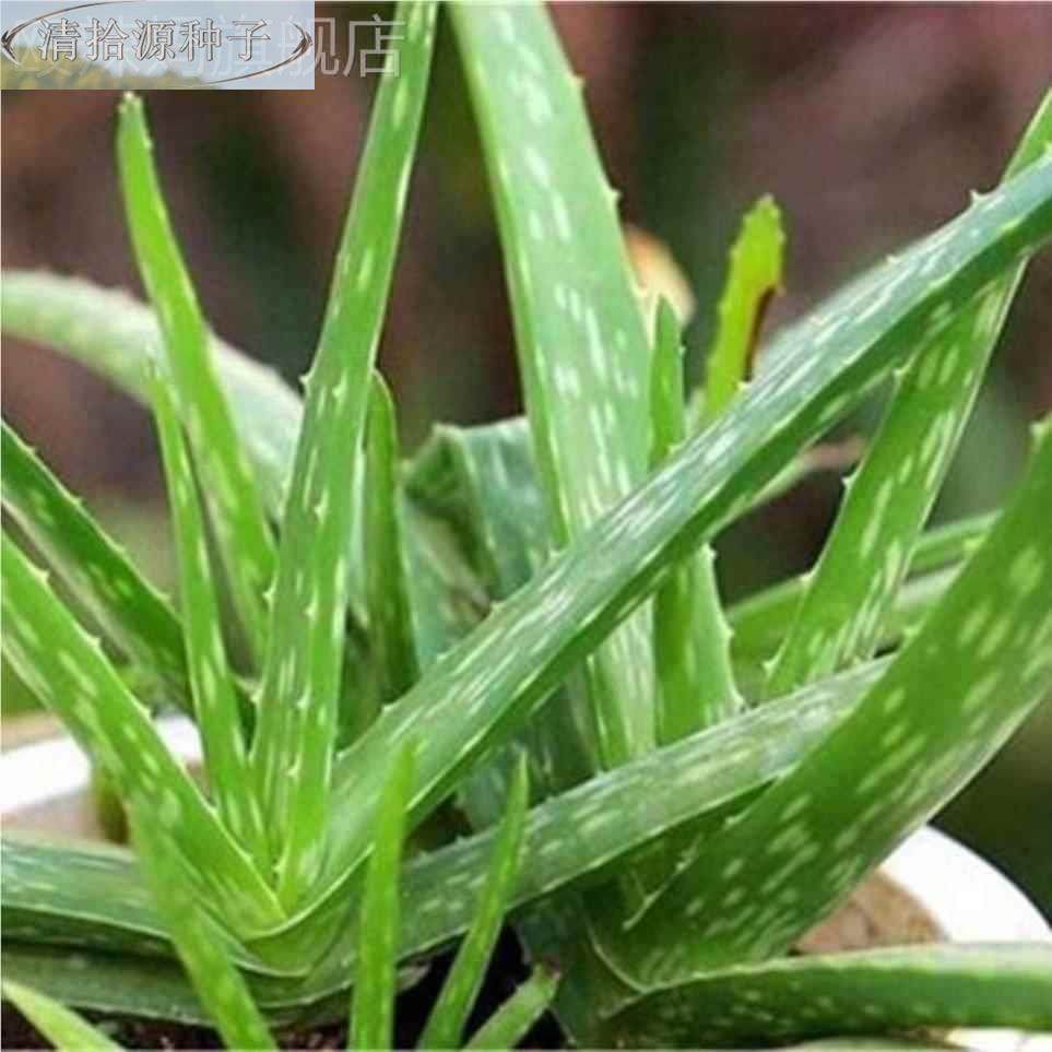 华芦荟苗 中国芦荟 食用芦荟 盆栽中 多肉植物