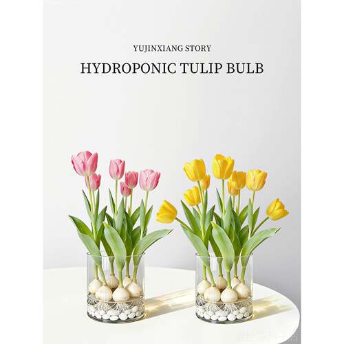 郁金香种球水培花卉植物5度球办公室桌面盆栽工位小绿植水养水仙