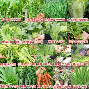四季蔬菜种子大全家庭菜园土壤种青菜萝卜白菜夏秋耐热阳台种菜籽