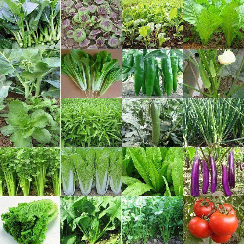 蔬菜种子香菜番茄辣椒菠菜瓜黄青菜籽生菜萝卜大全白菜四季播种肥