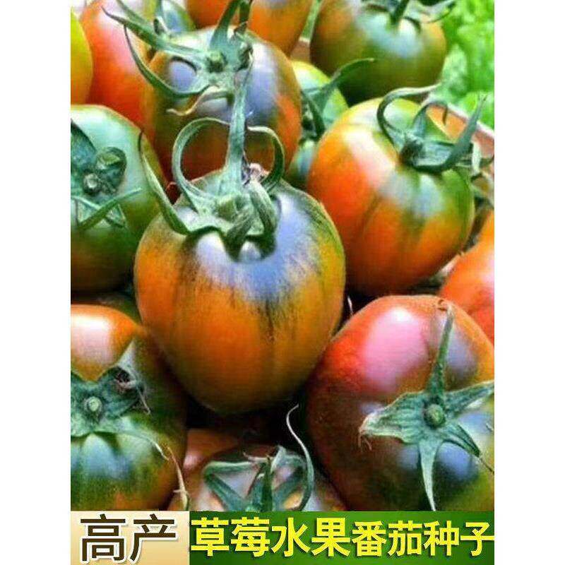 水果草莓番茄种子超甜铁皮西红柿子籽阳台大田春秋种