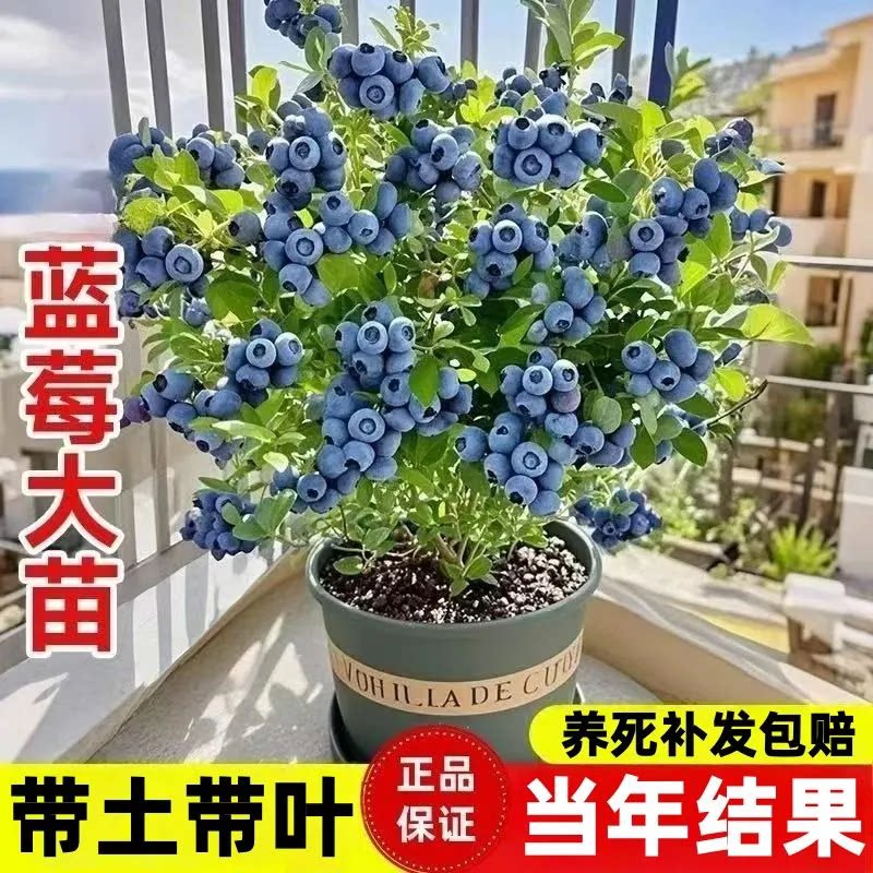 大果蓝莓树苗盆栽地栽果树苗蓝莓南北方种植阳台庭院种植当年结果
