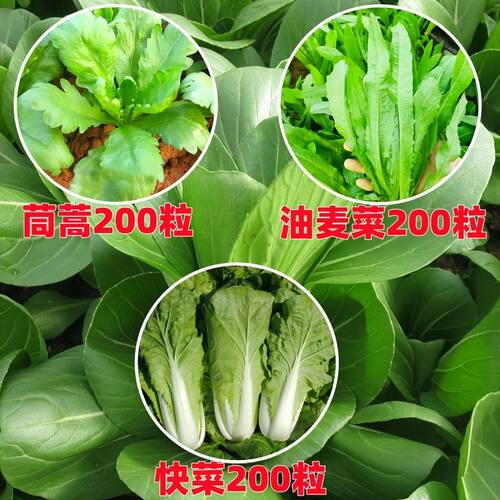 蔬菜种子四季播盆栽阳台园艺用品庭院黄瓜豆角番茄甜瓜易种籽大全