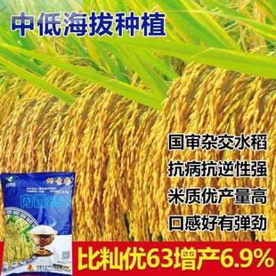 内香8518水旱稻种子谷种子交长粒香稻种子浓香高产杂水稻种子谷种