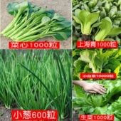 菜种籽大全四季 植物蔬菜青萝卜芹菜香菜生菜菠菜芥菜白菜种子去虫