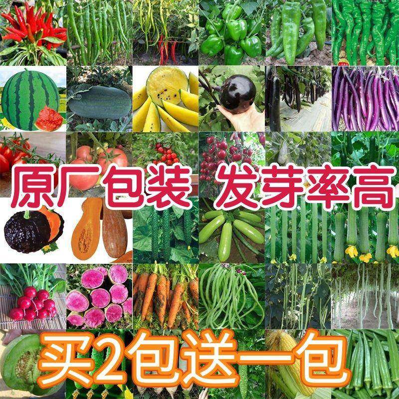四季蔬菜种子大全辣椒籽空心菜番茄生菜春季蔬菜种子植物蔬菜种子,鲜花速递/花卉仿真/绿植园艺,情绪植物,淘宝优惠券,粉丝福利购,淘宝优惠卷