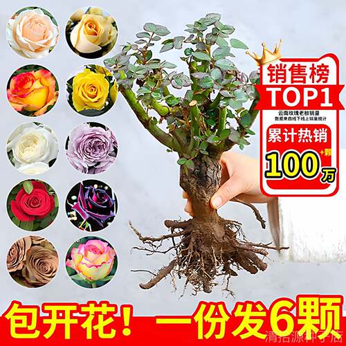 云南玫瑰花树苗老桩红玫瑰老根黑巴克月季花苗浓香特大号花卉