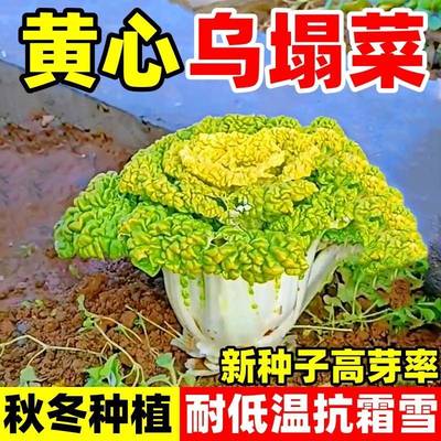 黄心乌塌菜种子黑心乌塌菜种籽抗热耐寒黄心菜秋冬季植物蔬菜大全